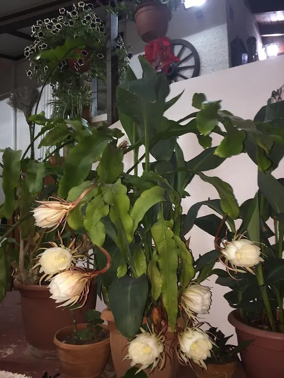 Estia Vasilis Manoli Apartment Ayia Napa